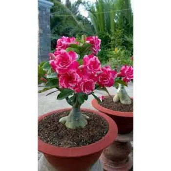 Red Adenium Plant